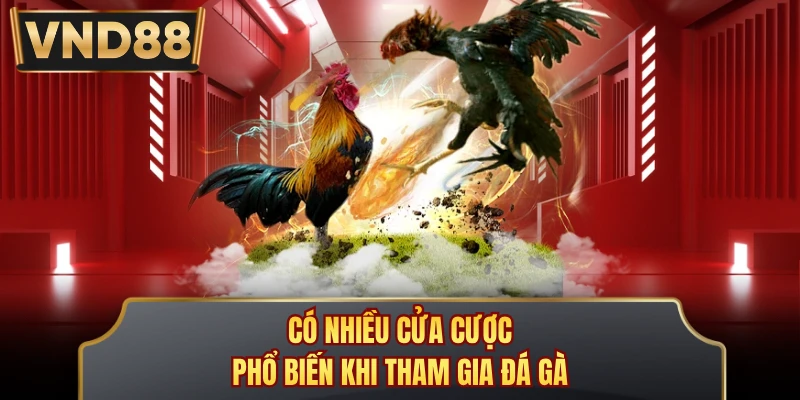 Có nhiều cửa cược phổ biến khi tham gia đá gà