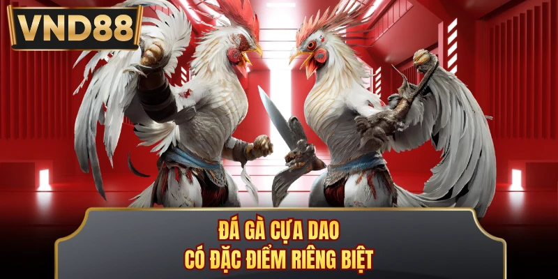 Đá gà cựa dao có đặc điểm riêng biệt