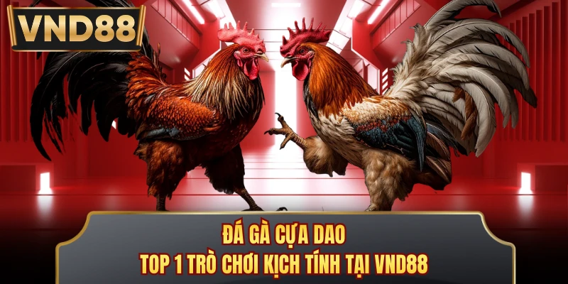 Đá Gà Cựa Dao - Top 1 Trò Chơi Kịch Tính Tại VND88