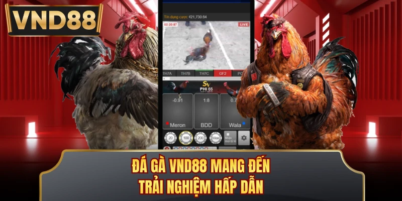 Đá gà VND88 mang đến trải nghiệm hấp dẫn